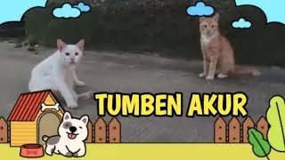 Soulmate antara kucing oren dan kucing putih