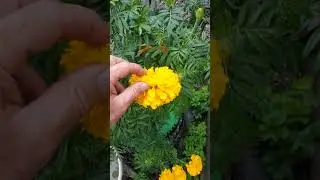 Календула- польза для курочек! 😉