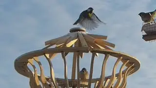 Кормушка новогодняя  оливье😂