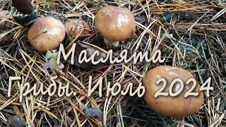 Маслята. 29 июля 2024 год