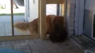 Hilarious Dog Prank