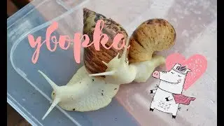 ГЕНЕРАЛЬНАЯ уборка у УЛИТОК / Альборетики свинки :3