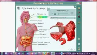 Пищеварительная система. Куда проваливается пища и что с ней происходит. ЕГЭ ,ОГЭ по биологии
