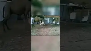 Сумасшедший Баран Атаковал Верблюда