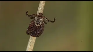 Клещи кровопийцы начинают охоту