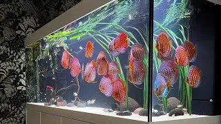 Most Beautiful Discus Aquarium - Incredible Discus Fish Tank