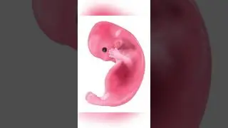 Homiladorlikning 2-haftasida sezgilar