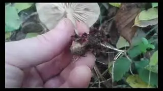 Whitelaced Shank (Megacollybia platyphylla)