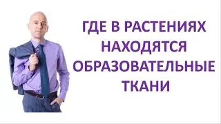 3. Где в растениях находятся образовательные ткани?