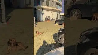мои 7 собак в Батуми