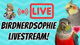 MEET MY 8 PARROTS - BirdNerdSophie Livestream!