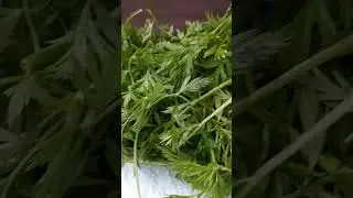 Как я мою зелень