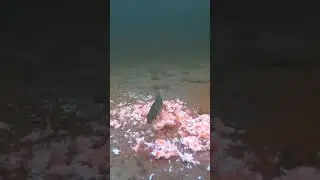 РЕАКЦИЯ РЫБЫ. Окунь ест МАЙОНЕЗ? Подводная съёмка. 