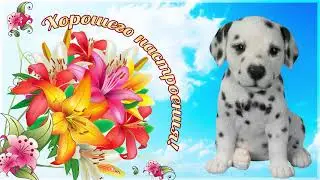 Отлиного настроения на весь день! Красивые слова! Видео открытка с милым голосом