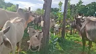 3 VACAS PARIDAS A VENDA