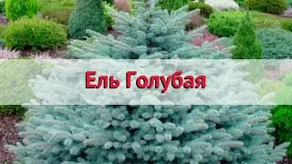 Ель голубая (picea pungens) 🌿 Обзор ели : посадка и уход. крупномеры ели : описание и особенности