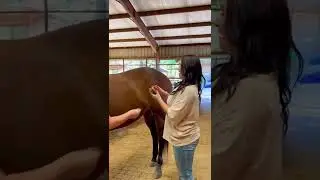 Beginner Vs Experienced Horse Owners! 🐴 