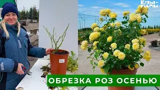 Обрезка роз осенью  Инструкция от агронома питомника ЁЛЫ ПАЛЫ