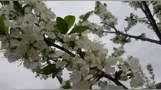 Весна! Футаж для видеомонтажа