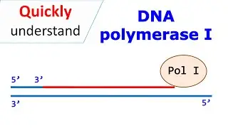 DNA polymerase I