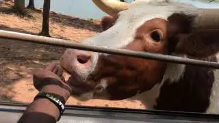 ANIMAL SAFARI DATE