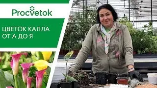 Вырастить КАЛЛУ легко! Секреты ухода за каллой в саду и дома