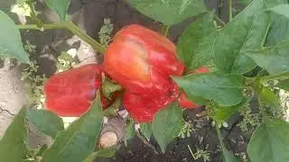 Сладкий перец.Какаду.Красный гигант.Урожай 2020 года.
