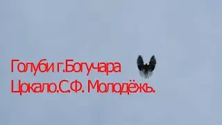 г.Богучар. Голуби Цокало.С.Ф. Молодёжь.