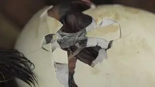 Pequeños Grandes Momentos de la Naturaleza - Episodio 3: 