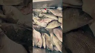 День 38-й🤘Бесконечная Рыба 😃100,000 для❤️Тортика 