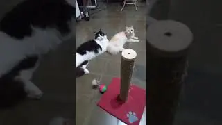 Cute cats meowdel