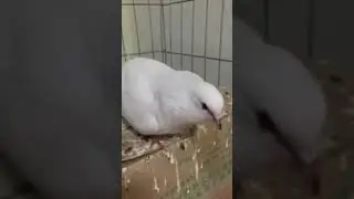 Поющие голуби