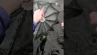 Китайские раколовки Зонтики. Ловим раки зимой
