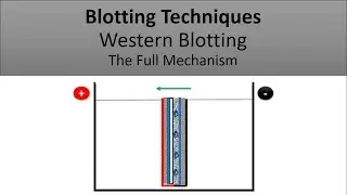 Blotting Techniques/ The Principle of Western Blotting