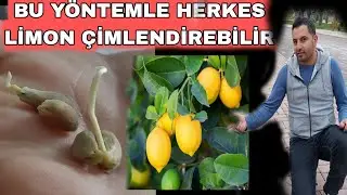 LİMON ÇEKİRDEĞİ ÇİMLENDİRME / HIZLICA LİMON AĞACINIZ OLSUN