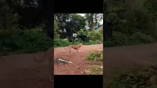 Otter Snake And Dog vs Eagle #shorts #dog #eagle