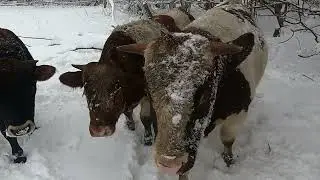 Откорм быков на снегу.