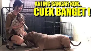 Pertama Kali Bertemu Marley Si Anjing Menggemaskan | Pertemuan Mengejutkan Hewie #hewiepitbull