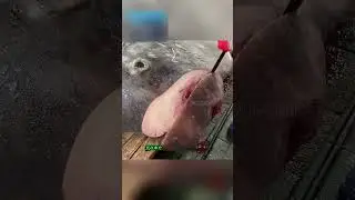 Самая глупая рыба в мире😅
