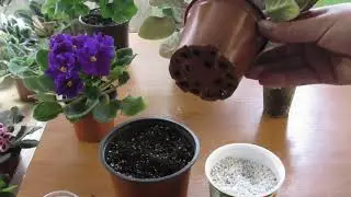 КАК НАУЧИТЬСЯ НЕ ПЕРЕЛИВАТЬ ФИАЛКИ
