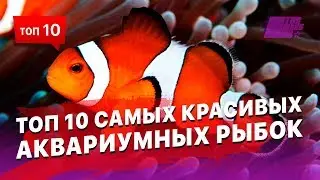 Самые красивые рыбы, которых можно содержать в аквариуме