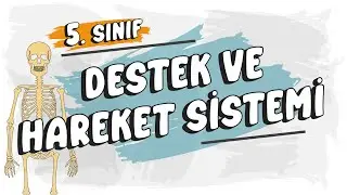 Destek ve Hareket Sistemi | 5. Sınıf Fen Bilimleri 