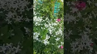 Клематис Белое облако