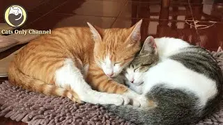 Calming Music for Cats (with cat purring sounds) - Relaxation & Anxiety Relief