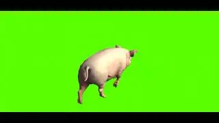 Green Screen Piggy | Green Screen Pig | 