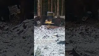 Кабаны. Зима. Развлечения, разборки и чесалки ) 