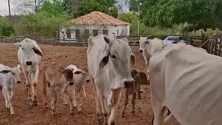VACA MAIS CARA DO MUNDO #VACA #COW #gado #fazenda #vendadegado #roça