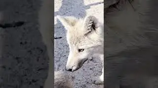 Arctic wolf puppies #animals #dogs #sweet