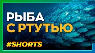 В какой рыбе нет ртути? Опасное вещество, которое убивает 
