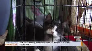 Кот Семён из «Доброго» покусал людей и умер от бешенства